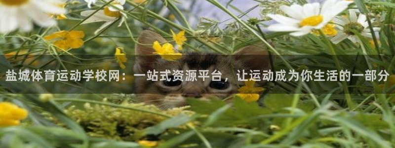 bbin视讯下：盐城体育运动学校网：一站式资源平台，让运动成为你生活的一部分